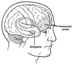 Amygdala